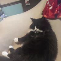Star Veterinary Center of Muskego ico