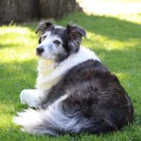 Our Pets Our Family ico