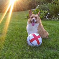 Brentwood Animal Hospital ico