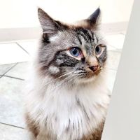 Star Veterinary Wellness and Urgent Care Center ico