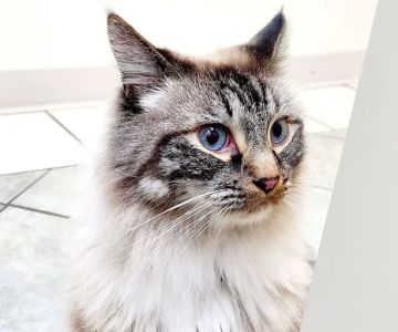 Star Veterinary Wellness and Urgent Care Center