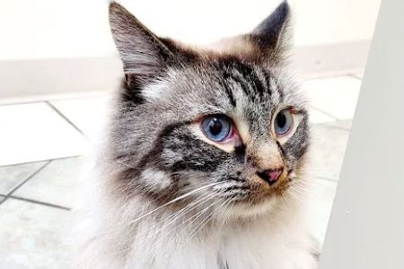 Star Veterinary Wellness and Urgent Care Center