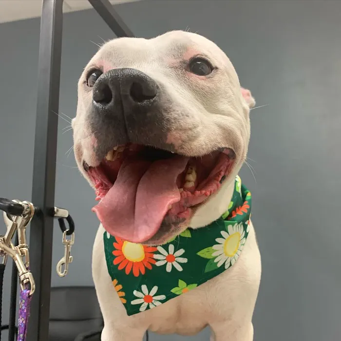 Star Veterinary Wellness and Urgent Care Center 12