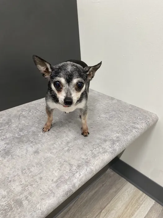 Star Veterinary Wellness and Urgent Care Center 12