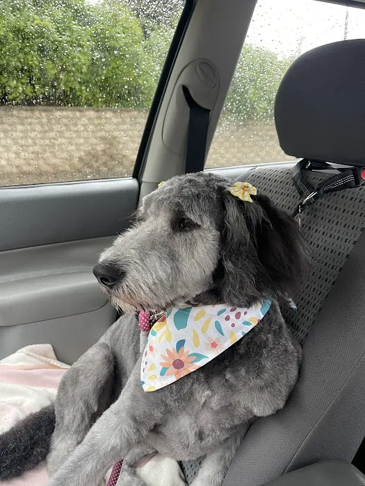 Star Veterinary Wellness and Urgent Care Center 12