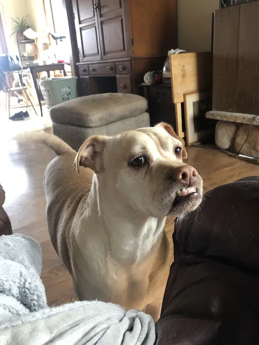 Star Veterinary Wellness and Urgent Care Center 12