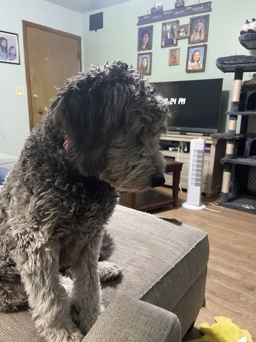 Star Veterinary Wellness and Urgent Care Center 12