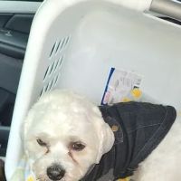 Chicago Road Veterinary Clinic ico