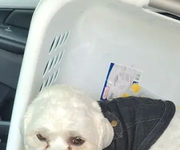 Chicago Road Veterinary Clinic