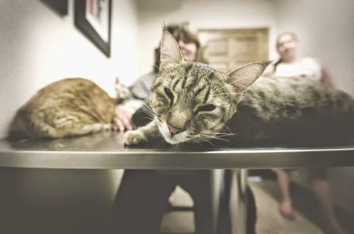 Animal Wellness Center 5