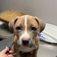 Greenfield Veterinary Clinic ico