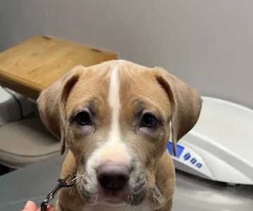 Greenfield Veterinary Clinic