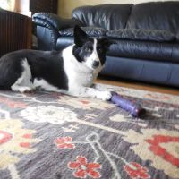 Cudahy Veterinary Clinic ico