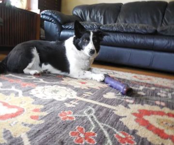 Cudahy Veterinary Clinic