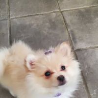 Layton Animal Hospital ico