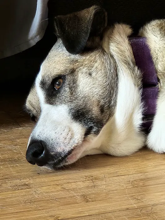 Layton Animal Hospital 12