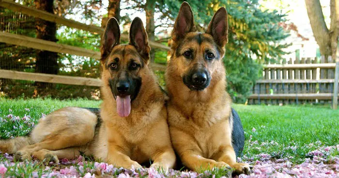 Layton Animal Hospital 12
