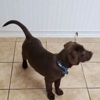 Airport Animal Hospital ico