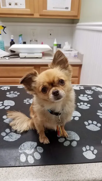 Airport Animal Hospital 12