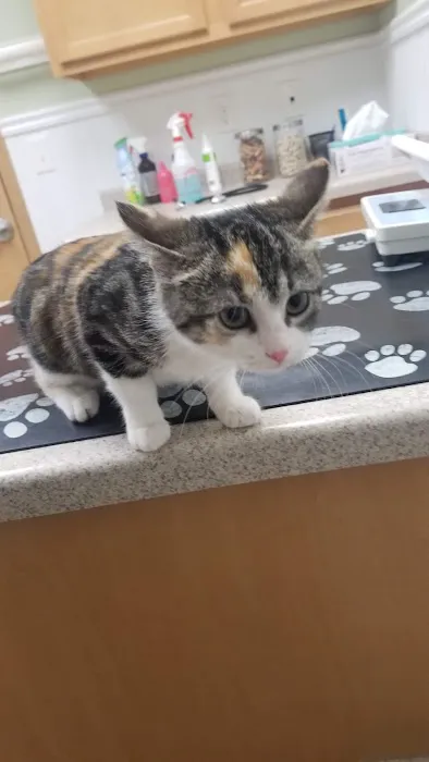 Airport Animal Hospital 12