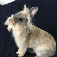 Best Friends Animal Hospital ico