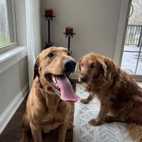 Country Veterinary Service ico