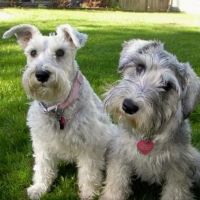 Seven Oaks Veterinary Clinic ico