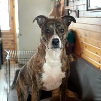 Plymouth Veterinary Clinic ico