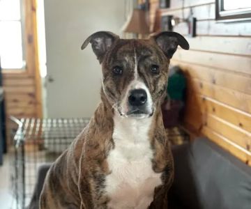 Plymouth Veterinary Clinic