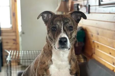Plymouth Veterinary Clinic