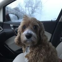 New Prairie Small Animal Clinic ico