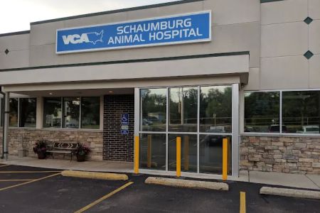 Schaumburg Veterinary Hospital: Bloomberg Katie DVM