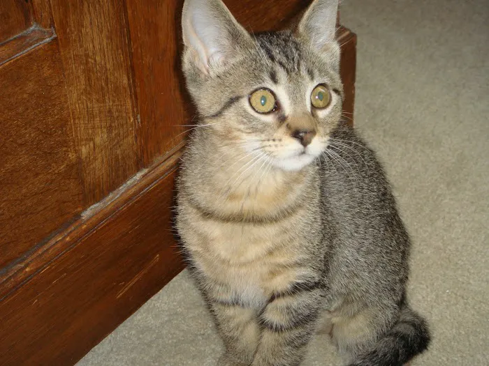 VCA Schaumburg Animal Hospital 6