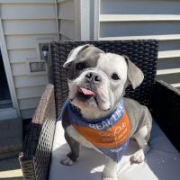 VCA Schaumburg Animal Hospital ico