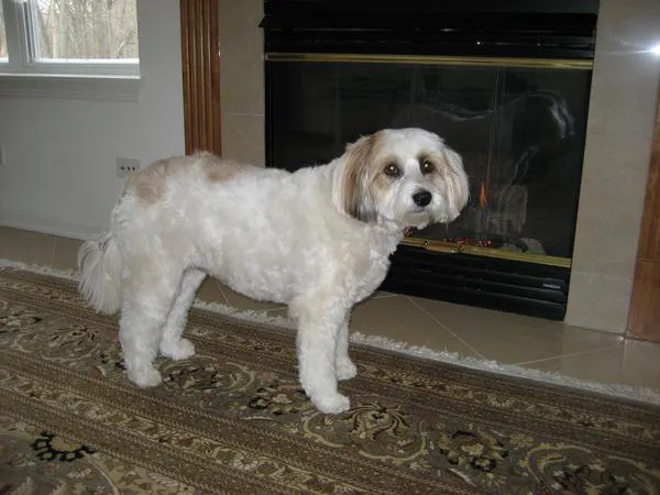 VCA Schaumburg Animal Hospital 2