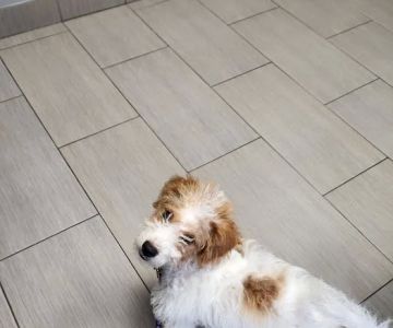 Park Rose Animal Hospital