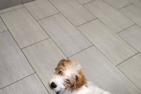 Park Rose Animal Hospital