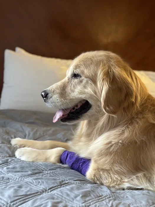 PetCure Oncology Chicago - Advanced Cancer Treatments for Cats & Dogs 12