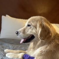PetCure Oncology Chicago - Advanced Cancer Treatments for Cats & Dogs ico