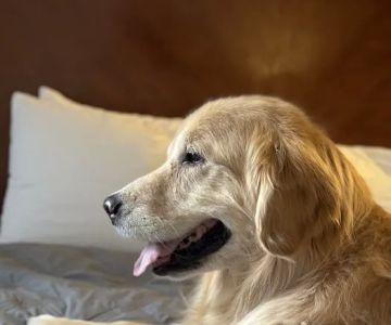 PetCure Oncology Chicago - Advanced Cancer Treatments for Cats & Dogs