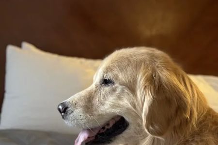 PetCure Oncology Chicago - Advanced Cancer Treatments for Cats & Dogs