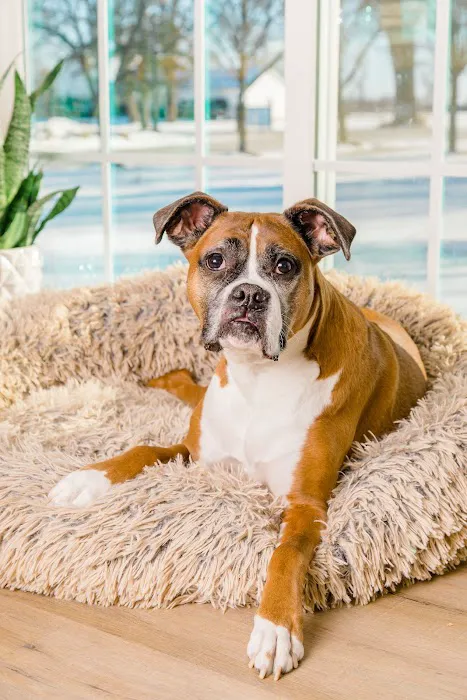 Fox Valley Animal Hospital 1