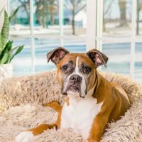 Fox Valley Animal Hospital ico