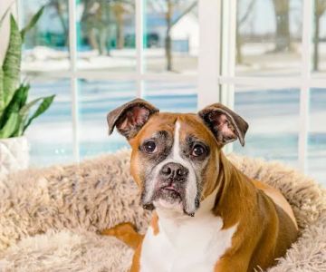 Fox Valley Animal Hospital