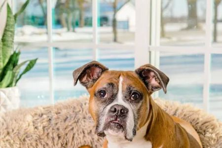 Fox Valley Animal Hospital