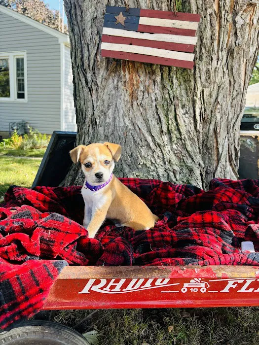 Fox Valley Animal Hospital 10