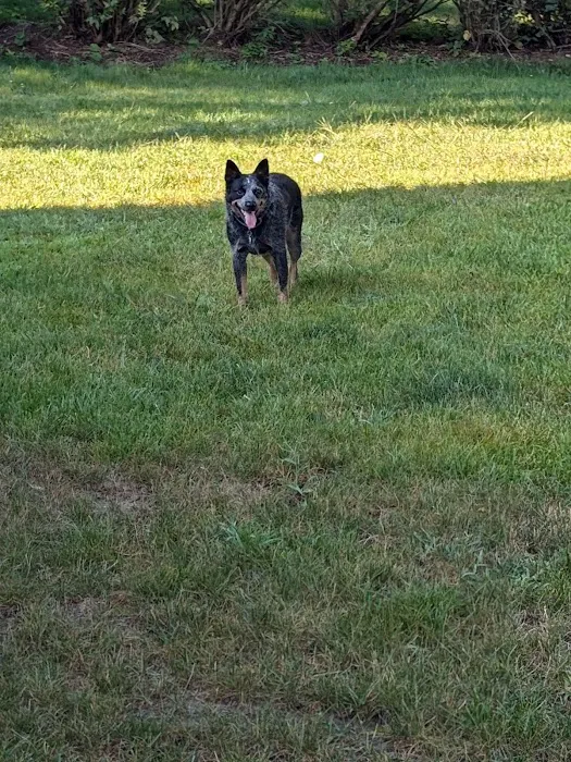 Fox Valley Animal Hospital 9