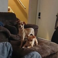 Banfield Pet Hospital ico