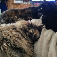 Northern Illinois Animal & Bird Hospital ico