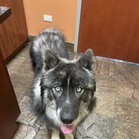 Animal Doctor Ltd: Garr Tammy DVM ico